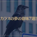 【夢占い】カラスの夢の意味7選！シチュエーション別にご紹介！