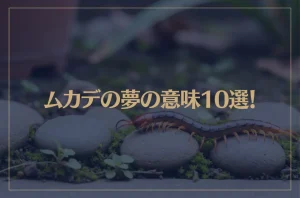 【夢占い】ムカデの夢の意味10選！シチュエーション別にご紹介！