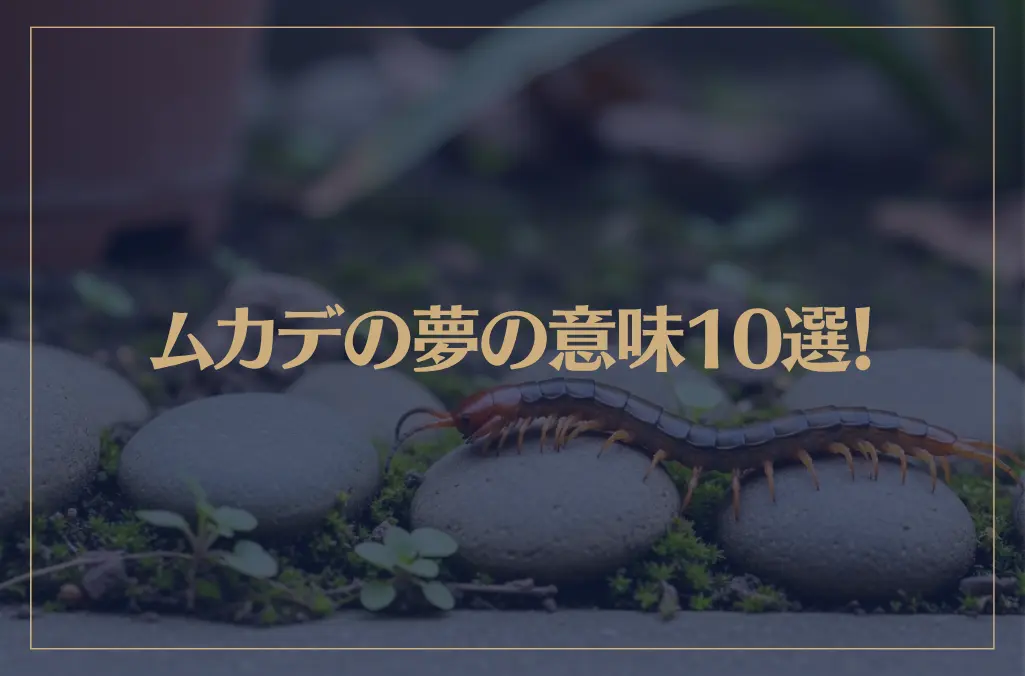 【夢占い】ムカデの夢の意味10選！シチュエーション別にご紹介！