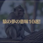 【夢占い】猿の夢の意味10選！シチュエーション別にご紹介！