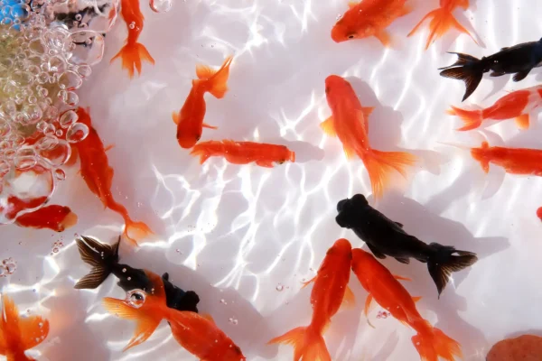 金魚の夢の意味とは？