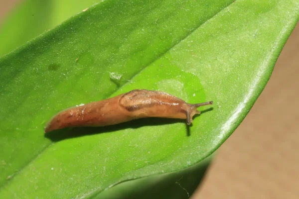 ナメクジの夢の意味とは？