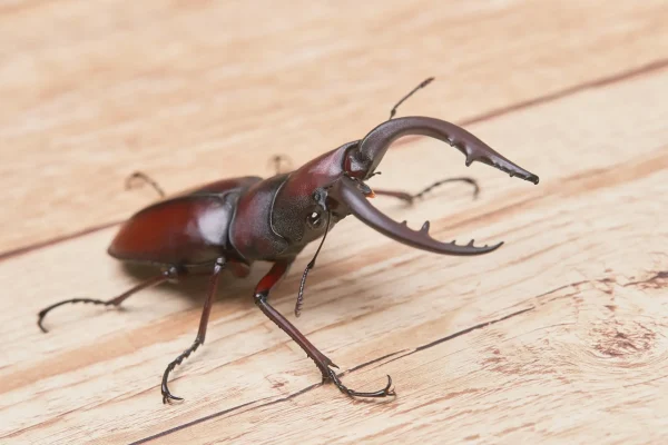 クワガタの夢の意味とは？