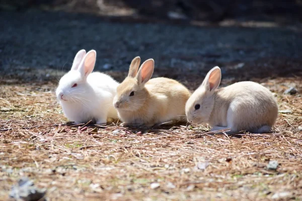 うさぎの夢の意味とは？