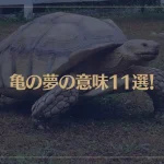 【夢占い】亀の夢の意味11選！シチュエーション別にご紹介！