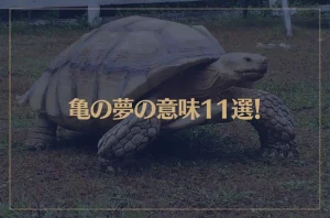 【夢占い】亀の夢の意味11選！シチュエーション別にご紹介！