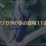 【夢占い】クワガタの夢の意味11選！シチュエーション別にご紹介！