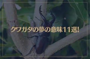 【夢占い】クワガタの夢の意味11選！シチュエーション別にご紹介！