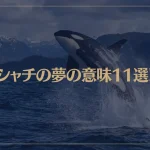 【夢占い】シャチの夢の意味11選！シチュエーション別にご紹介！