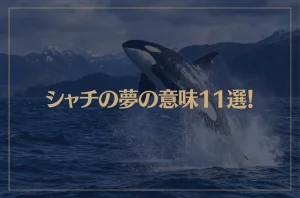 【夢占い】シャチの夢の意味11選！シチュエーション別にご紹介！