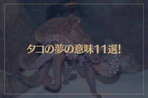 【夢占い】タコの夢の意味11選！シチュエーション別にご紹介！