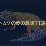 【夢占い】トカゲの夢の意味11選！シチュエーション別にご紹介！