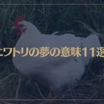 【夢占い】ニワトリの夢の意味11選！シチュエーション別にご紹介！
