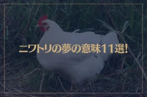 【夢占い】ニワトリの夢の意味11選！シチュエーション別にご紹介！