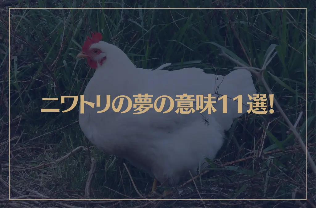 【夢占い】ニワトリの夢の意味11選！シチュエーション別にご紹介！