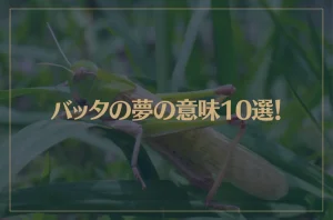 【夢占い】バッタの夢の意味10選！シチュエーション別にご紹介！