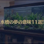 【夢占い】水槽の夢の意味11選！シチュエーション別にご紹介！