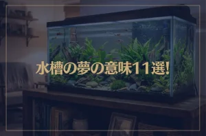 【夢占い】水槽の夢の意味11選！シチュエーション別にご紹介！