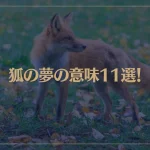 【夢占い】狐の夢の意味11選！シチュエーション別にご紹介！