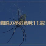 【夢占い】蜘蛛の夢の意味11選！シチュエーション別にご紹介！