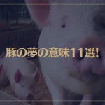 【夢占い】豚の夢の意味11選！シチュエーション別にご紹介！