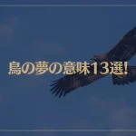 【夢占い】鳥の夢の意味13選！シチュエーション別にご紹介！