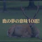 【夢占い】鹿の夢の意味10選！シチュエーション別にご紹介！