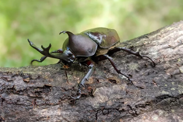 カブトムシの夢の意味とは？