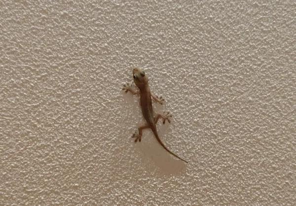 ヤモリの夢の意味とは？