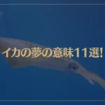 【夢占い】イカの夢の意味11選！シチュエーション別にご紹介！