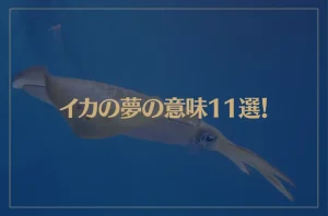 【夢占い】イカの夢の意味11選！シチュエーション別にご紹介！