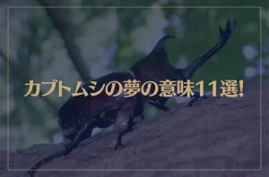 【夢占い】カブトムシの夢の意味11選！シチュエーション別にご紹介！