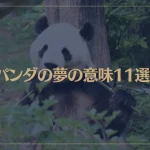 【夢占い】パンダの夢の意味11選！シチュエーション別にご紹介！