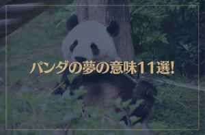 【夢占い】パンダの夢の意味11選！シチュエーション別にご紹介！