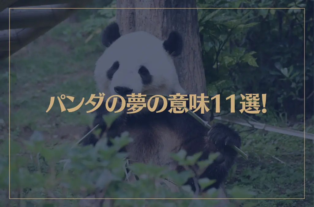 【夢占い】パンダの夢の意味11選！シチュエーション別にご紹介！