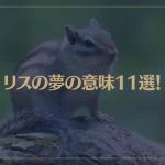 【夢占い】リスの夢の意味11選！シチュエーション別にご紹介！