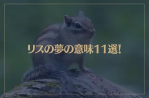 【夢占い】リスの夢の意味11選！シチュエーション別にご紹介！
