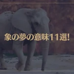 【夢占い】象の夢の意味11選！シチュエーション別にご紹介！