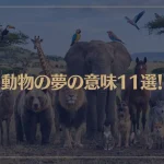 【夢占い】動物の夢の意味11選！シチュエーション別にご紹介！
