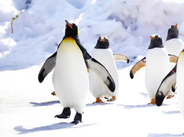 ペンギンの夢の意味とは？